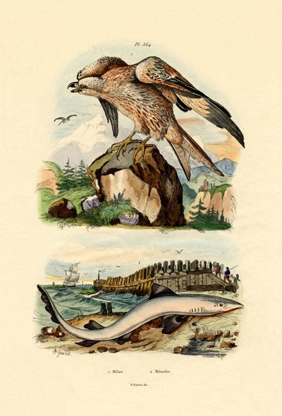Red Kite by French School